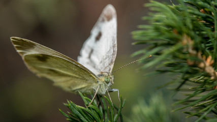 Schmetterling auf Fichte