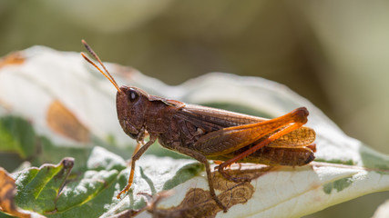 Grashüpfer auf einem Blatt