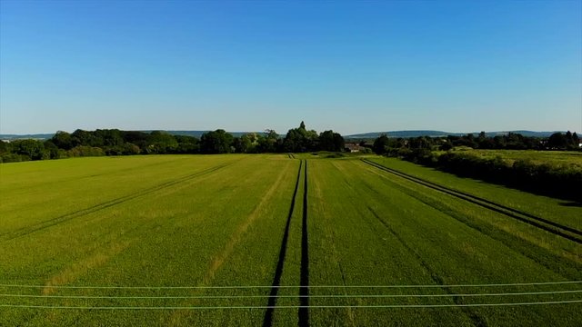 Aerial shot of corn field with pidgin sitting on power line and flying off