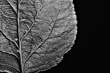 leaf texture black and white / design black leaf skeleton, macro nature texture, wallpaper black...