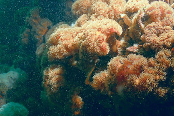 colony of sea anemones under water corals