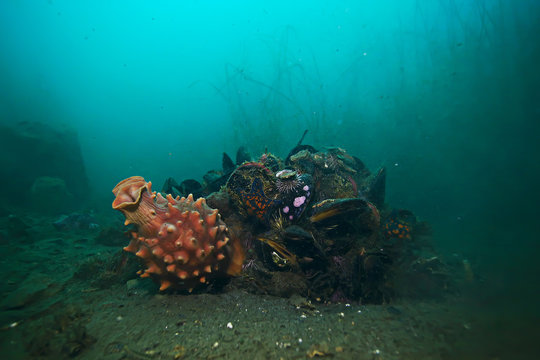 ascidia purple underwater photo coral reef