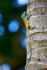 Lizard on the tree trunk