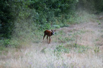 chevreuil