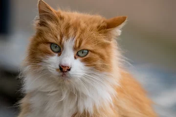 Plexiglas schilderij  Ginger red cat with blue eyes in the garden looks in the camera, close up  © lightcaptured