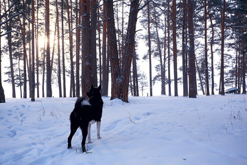 winter forest landscape / December view in a forest of powdered snow, snowfall landscape