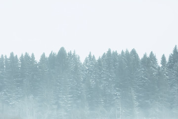 snow fog landscape snowfall / winter landscape cold seasonal weather, nature in winter form, foggy outside
