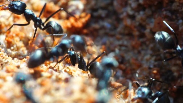 Close Up Ants Swarming Around A Hole.