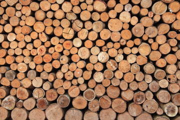 round fire wood texture. natural decoration element for warm homey concept design.