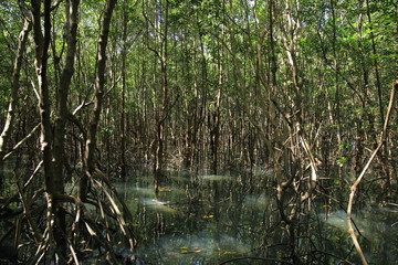 educational trail in mangrove forest. wetland learning center. broad walk in natural ecosystem. 