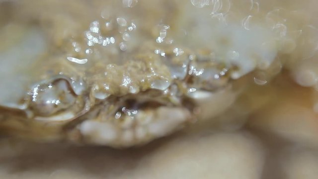 Crab on wet beach funny opens his mouth macro. Amphibian being says something