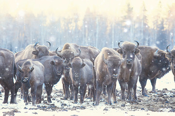 Aurochs bison in nature / winter season, bison in a snowy field, a large bull bufalo © kichigin19