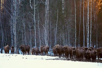 Aurochs bison in nature / winter season, bison in a snowy field, a large bull bufalo © kichigin19