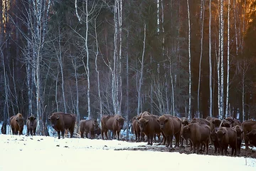 Rolgordijnen Aurochs bison in nature / winter season, bison in a snowy field, a large bull bufalo © kichigin19