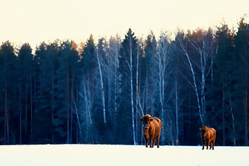 Aurochs bison in nature / winter season, bison in a snowy field, a large bull bufalo © kichigin19