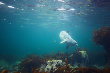 marine animals underwater photo