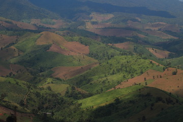 Fototapeta premium deforestation landscape of intensive used single crop farmland. green trees dotted the harvested corn crops farm on top of a hill in Nan, province in the northern part of Thailand. 