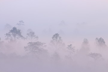 Mountain forest outline in a morning mist. silhouette of trees grove in thick white morning fog. pale color wood obscure by moisture in the mountains forest air. 
