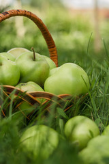 A lot of apples in a wicker basket on the grass in a green garden. Nature background. Wallpaper. On a sunny day. Close-up
