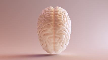 Human brain Anatomical Model Top 3d illustration