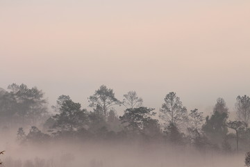 silhouette pine tree forest. multiple layers forest covered in orange morning fog  