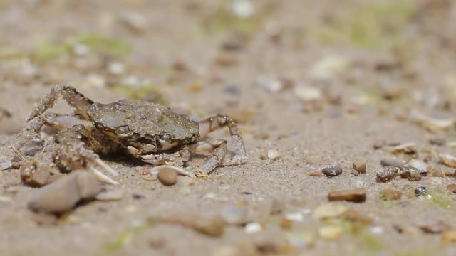 Crab on wet beach funny opens his mouth. Amphibian being says something