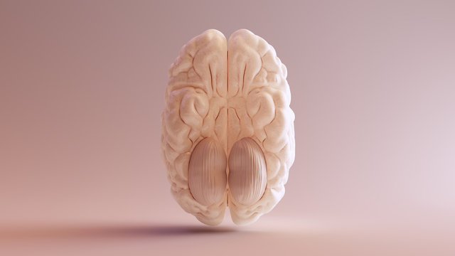 Human brain Anatomical Model Bottom 3d illustration