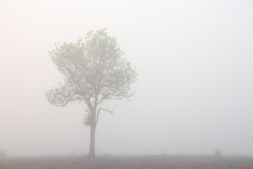 misty morning in the woods. silhouette of trees grove in thick white morning fog. pale color wood obscure by moisture in the mountains forest air.