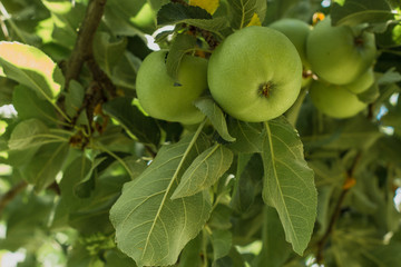 Green apples on a tree in a summer garden. On a sunny day. Close-up. Background. Wallpaper