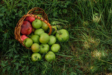 A lot of apples in a wicker basket on the grass in a green garden. Nature background. Wallpaper. On a sunny day. View from above
