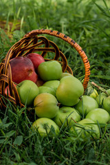 A lot of apples in a wicker basket on the grass in a green garden. Nature background. Wallpaper. On a sunny day. Close-up