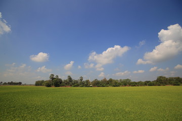 Fototapeta premium full grown rice field. wet irrigated paddy fields in rural areas of Ayutthaya Thailand. blue clear sky and clouds. traditional indigenous method of farming rice crop in southeast Asia country.
