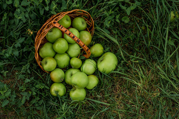 A lot of apples in a wicker basket on the grass in a green garden. Nature background. Wallpaper. On a sunny day. View from above