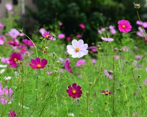 コスモスの咲く風景、日本の秋