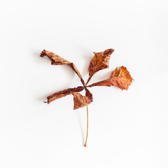 Autumn leaf on white background. Flat lay, top view, square