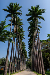 Lane with tall palm trees