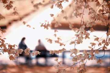 autumn in the park, view of urban seasonal landscape, yellow trees
