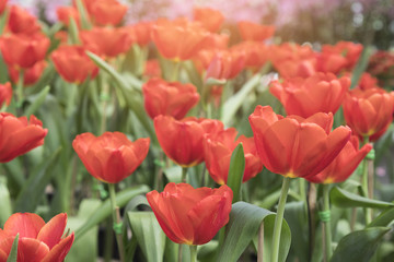 Colorful Tulip flower background  in the garden