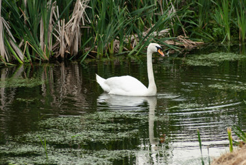 Swan On Water