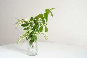 Branch of blossoming bird cherry in a glass vase