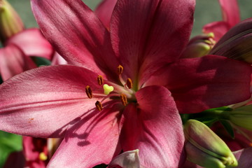 lilies in the macro in the garden