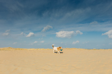 Brave little stray dog with blue ball walk through sand drifts in the dunes along the beach against deep blue skies with scattered clouds