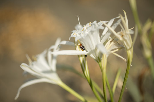 Caterpillar on sea daffodil