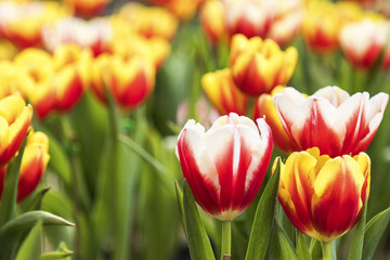 Fototapeta premium Colorful Tulip flower background in the garden