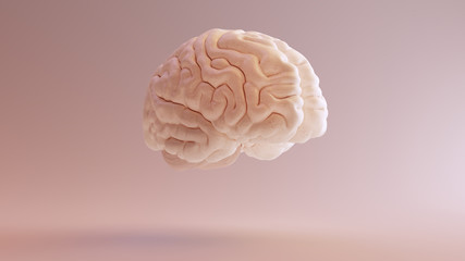 Human brain Anatomical Model 3d illustration 3Q Front Right  - obrazy, fototapety, plakaty