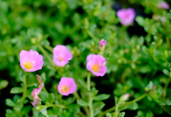 Beautiful colorful flowers in the garden can use for backdrop and background