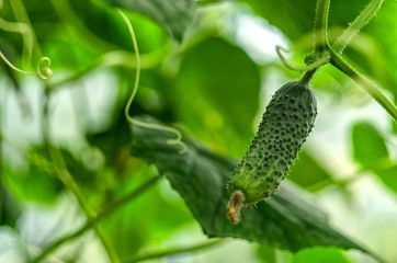 Ripe fresh cucumber in a greenhouse on a farm