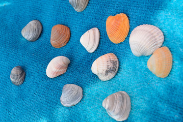 Colorful shells on blue background