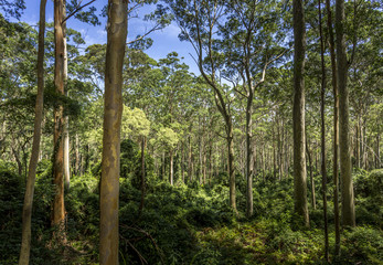 Spotted gum forest Australia