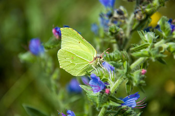 Common brimstone yellow butterfly